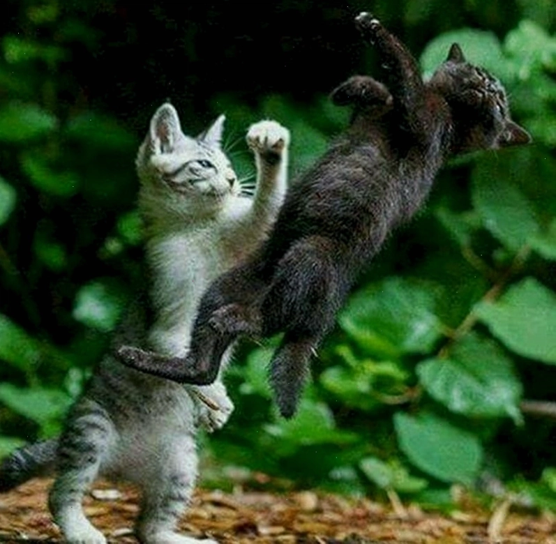 Meme đánh nhau hình động vật ngộ nghĩnh