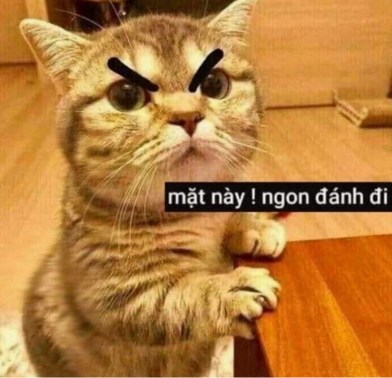 Meme đánh nhau hình động vật thú vị