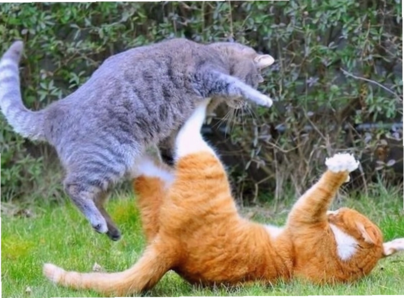 Meme động vật đáng yêu với hành động như đánh nhau