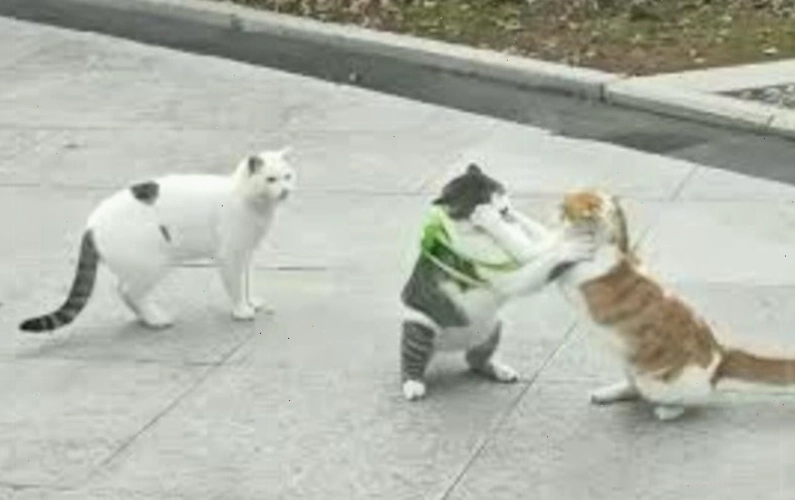 Meme động vật đánh nhau cực hài