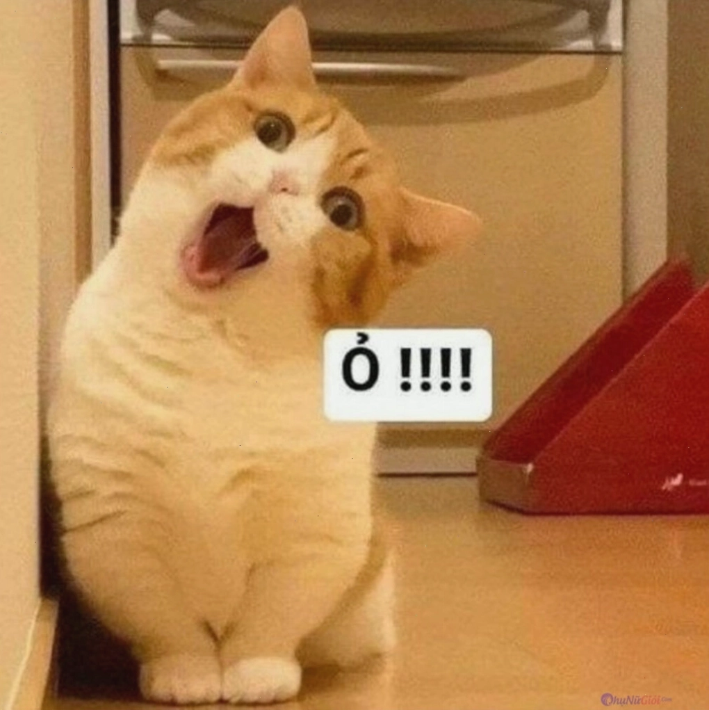 Meme mèo biểu cảm ngơ ngác nhìn chủ