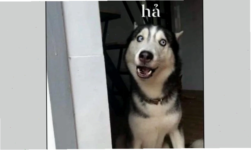 Meme mèo biểu cảm vô tri nhìn chằm chằm
