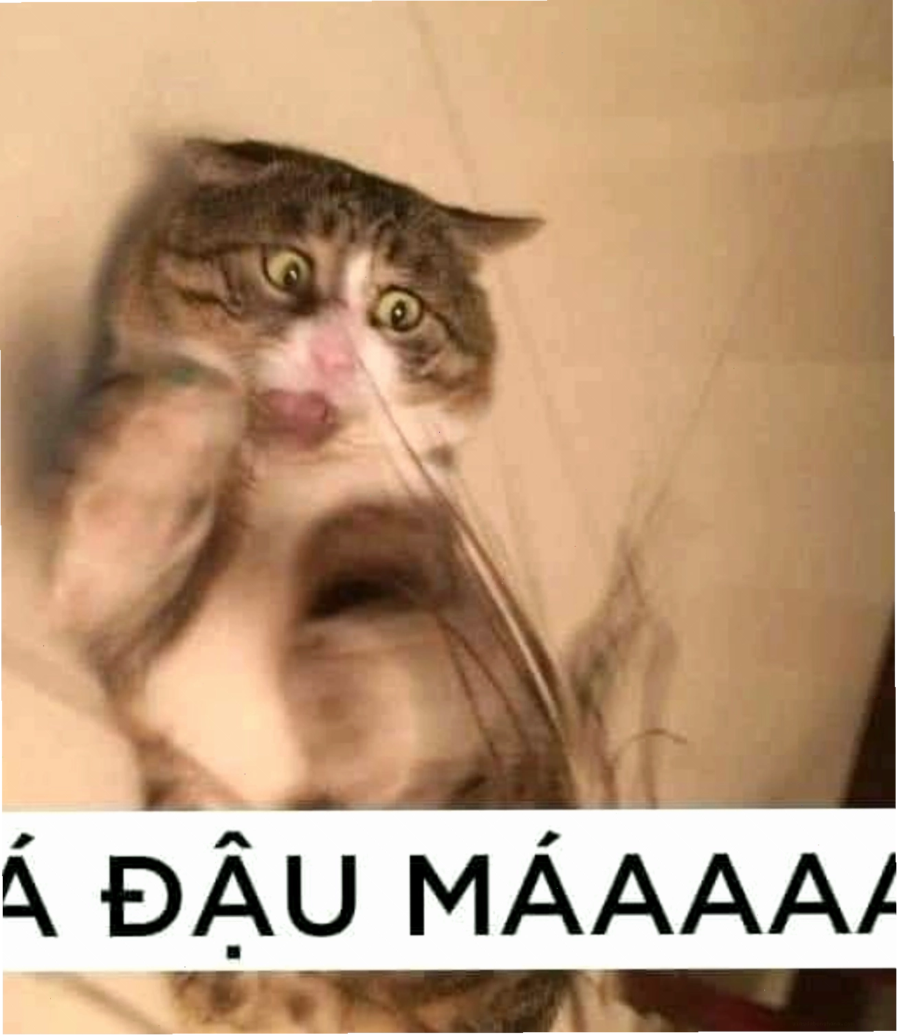 Meme mèo đang hoảng sợ với đôi mắt to tròn.