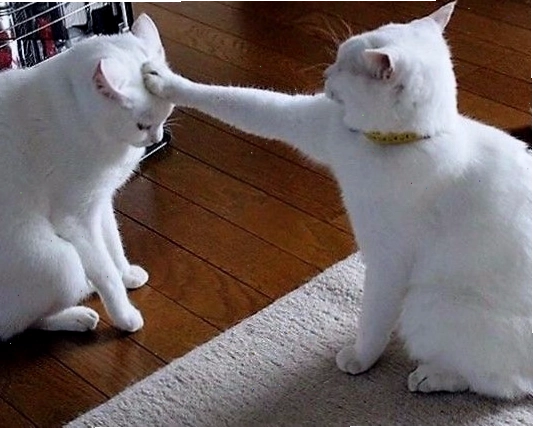 Meme mèo dỗi quay lưng đầy biểu cảm