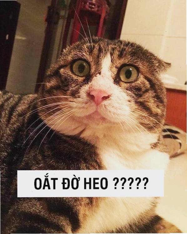 Meme mèo dỗi với vẻ mặt khó chịu