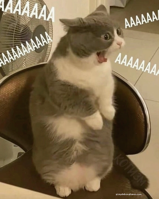 Meme mèo giận dỗi nhìn đi chỗ khác