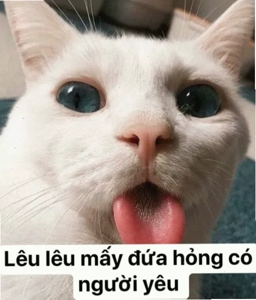 Meme mèo lè lưỡi lêu lêu chọc quê