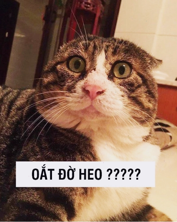 Meme mèo nhìn chằm chằm với vẻ dò xét