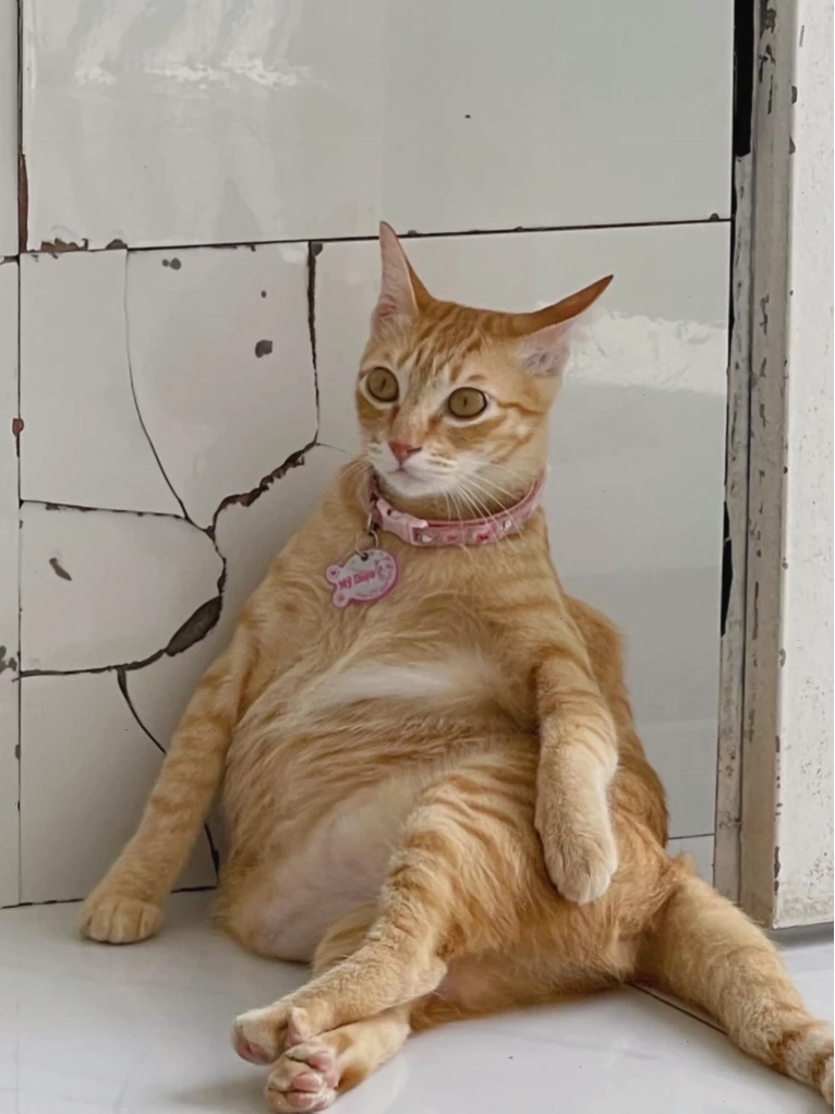 Meme mèo với ánh mắt đầy tâm trạng