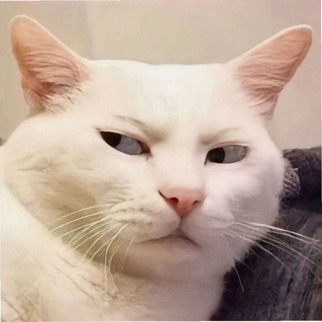 Meme mèo với biểu cảm khó chịu
