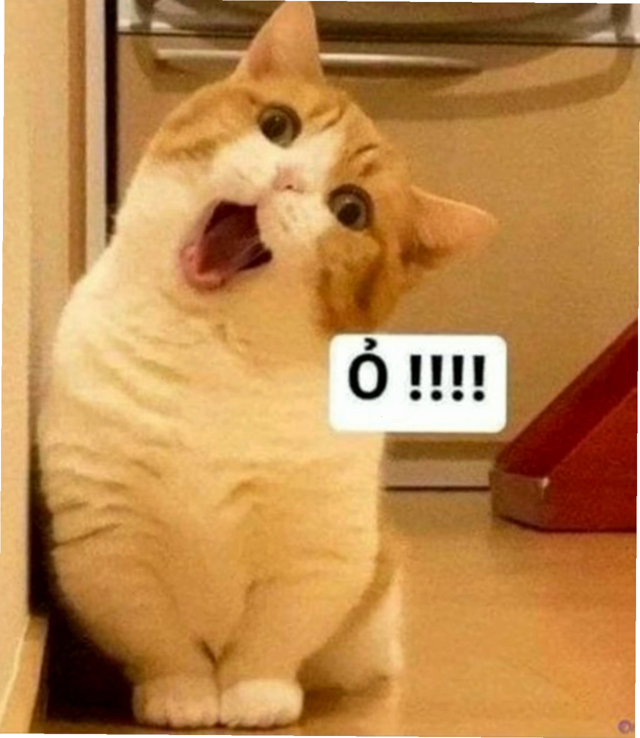 Mèo có biểu cảm bất ngờ, đôi mắt mở to đầy biểu cảm.