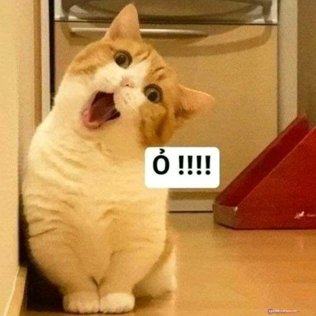 Mèo con đang ngáp dài với biểu cảm buồn ngủ