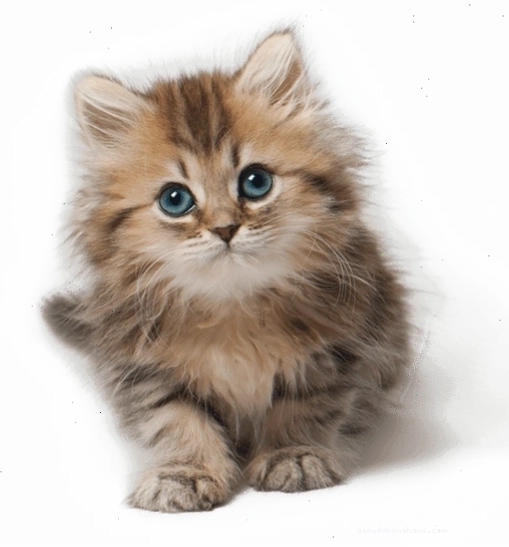 Mèo con lông xù dễ thương theo phong cách chibi