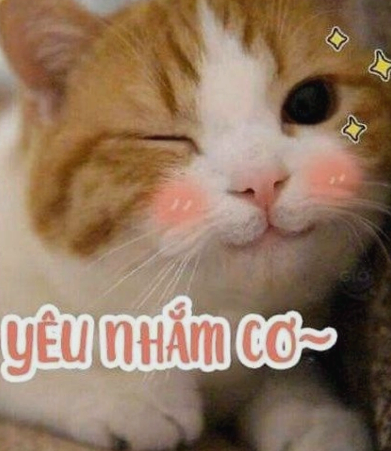 Mèo con nháy mắt dễ thương, đầy lém lỉnh.