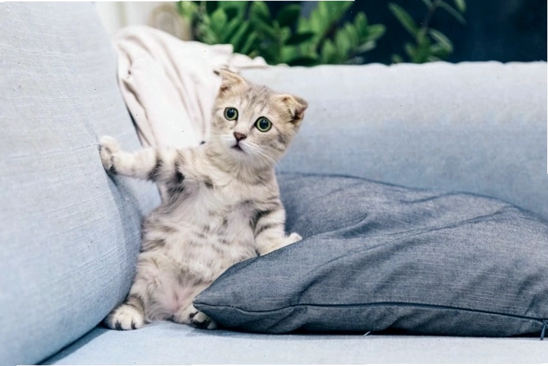 Mèo con với ánh mắt ngây thơ