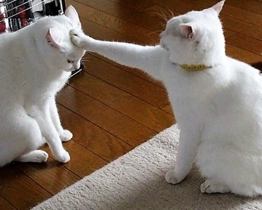 Mèo con với biểu cảm hài hước, thích hợp làm meme