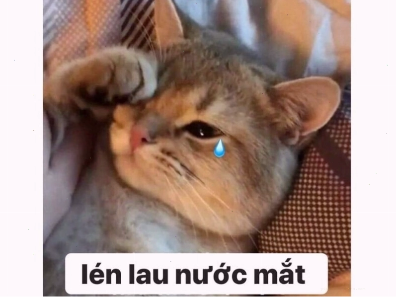 Mèo đang làm hành động kỳ lạ, có thể là "ăn vạ"