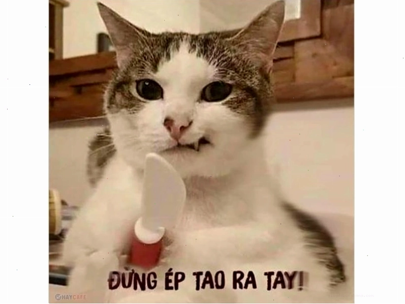 Mèo nằm ngửa với vẻ mặt bất lực