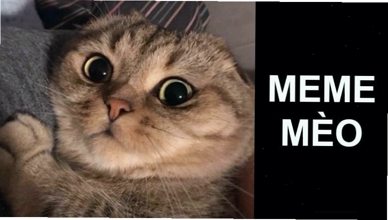 Mèo ngồi với tư thế kỳ lạ, biểu cảm ngơ ngác