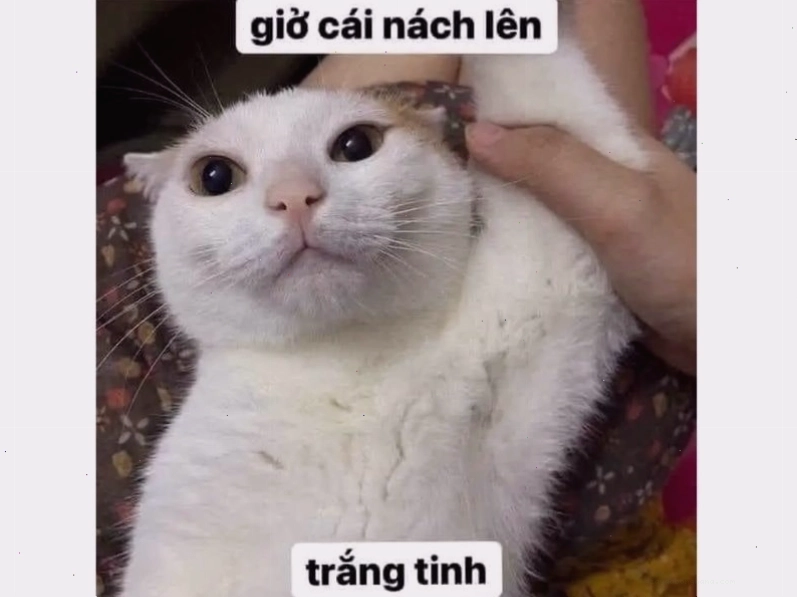 Mèo nhìn chằm chằm với ánh mắt dò xét