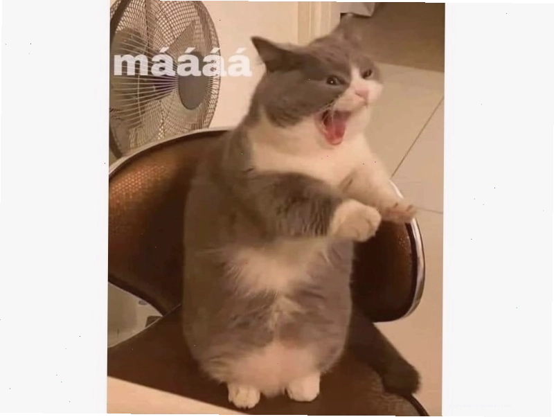 Mèo thè lưỡi với biểu cảm tinh nghịch