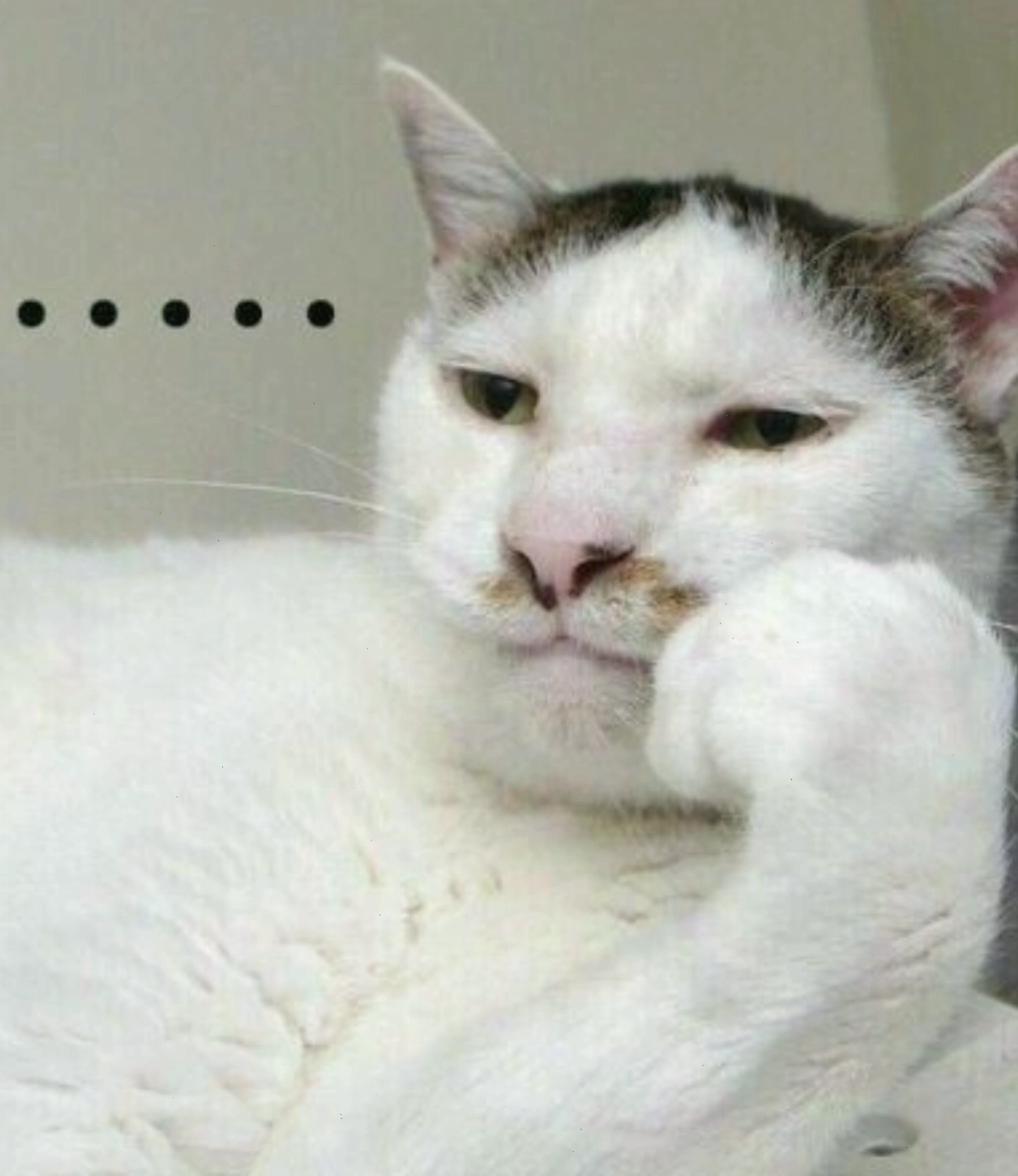 Mèo với biểu cảm bất lực, ánh mắt nhìn xa xăm.