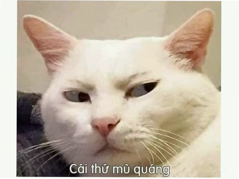 Mèo với biểu cảm ngạc nhiên, mắt mở to