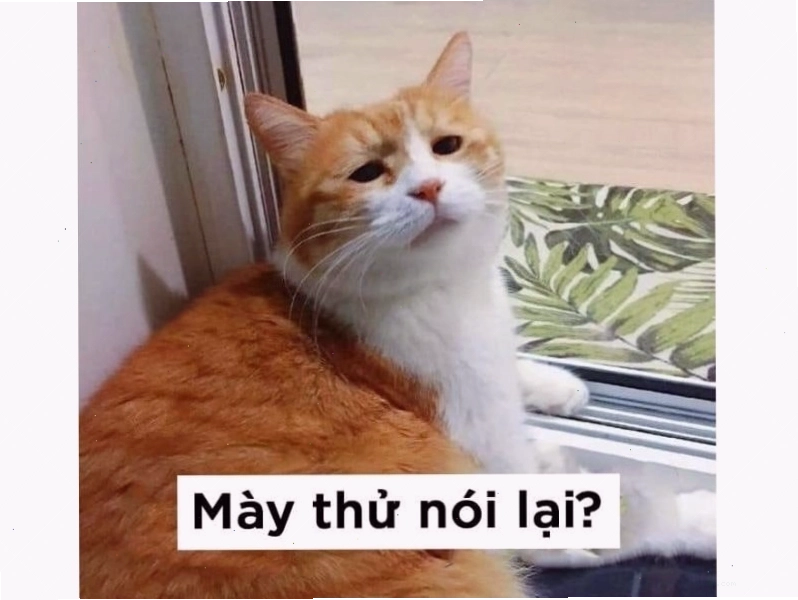 Mèo với biểu cảm ngơ ngác, đầu nghiêng sang một bên