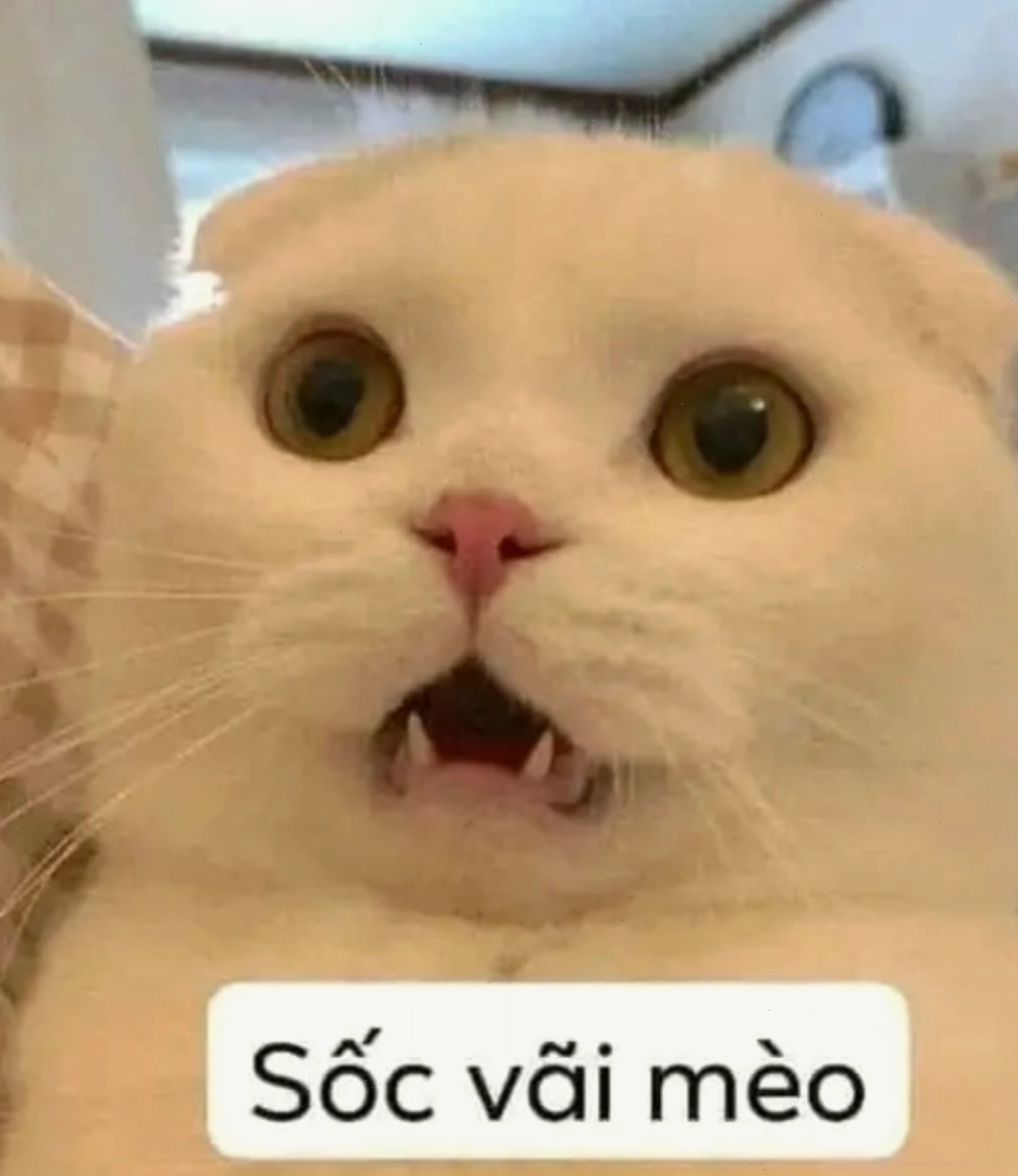 Mèo với biểu cảm siêu sốc, đôi mắt mở to.