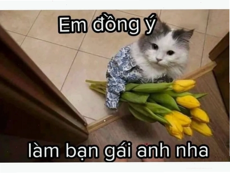 Mèo với bộ râu giả, trông rất hài hước