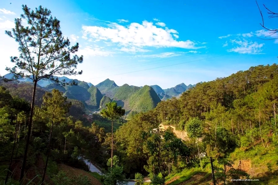 Rừng thông xanh mát tại Yên Minh, Hà Giang