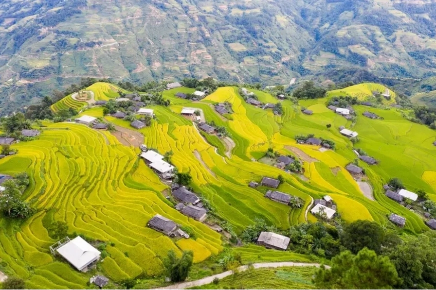 Ruộng bậc thang mùa lúa chín tại Hoàng Su Phì, Hà Giang