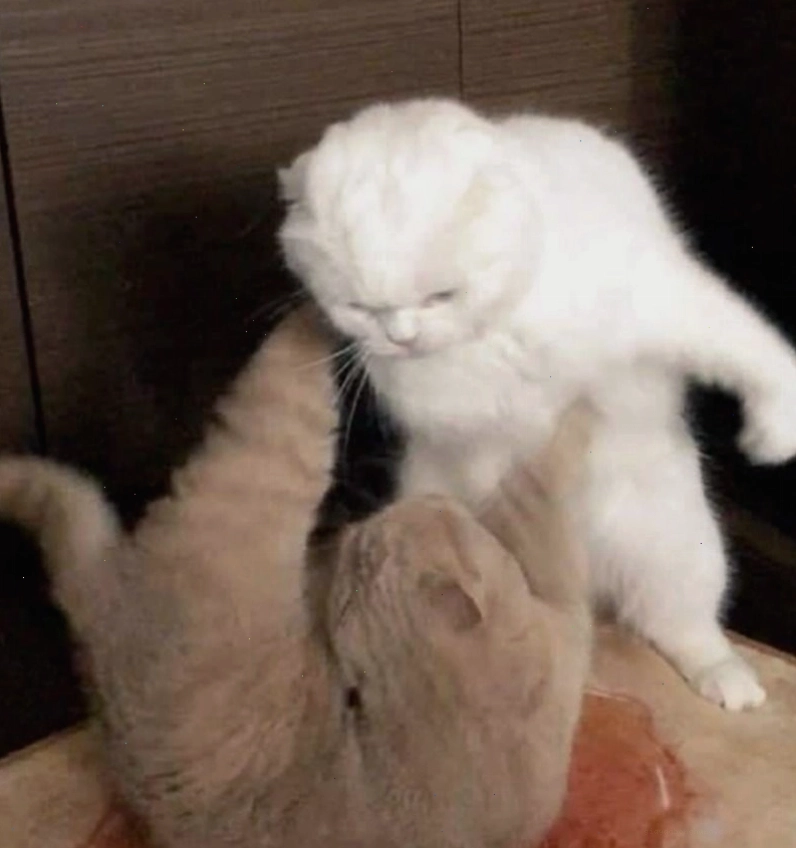 Thông tin và các loại meme đánh nhau phổ biến