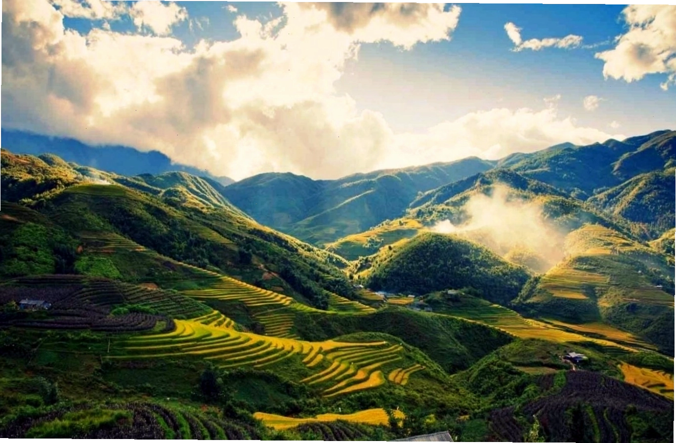 Thung lũng Mường Hoa mùa lúa chín rực rỡ