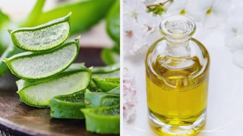 Ủ tóc bằng nha đam tươi và dầu dừa giúp phục hồi tóc hư tổn
