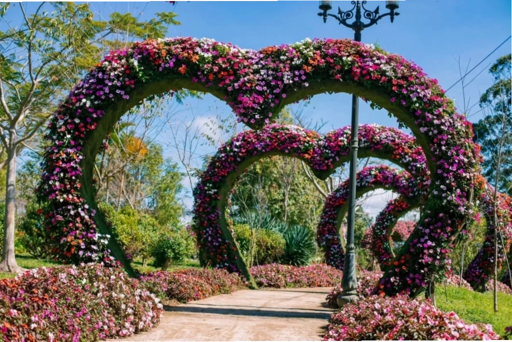 Vườn hoa Đà Lạt rực rỡ với nhiều loại hoa khoe sắc