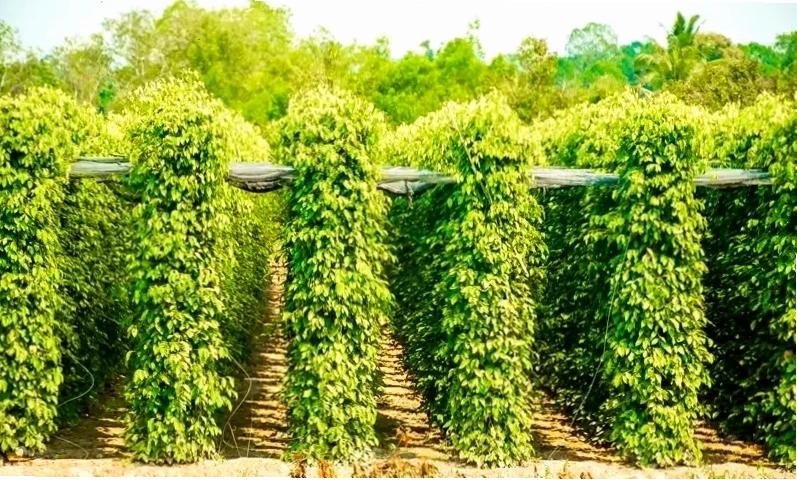 Vườn tiêu xanh mướt tại Phú Quốc