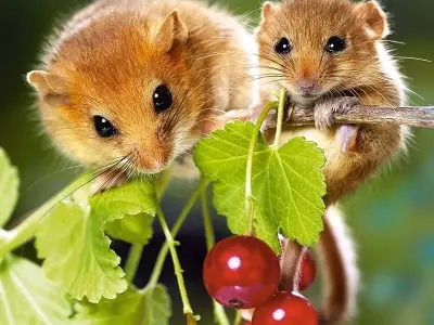 Meme ảnh chuột bùng nổ hài hước qua bộ ảnh nghệ thuật