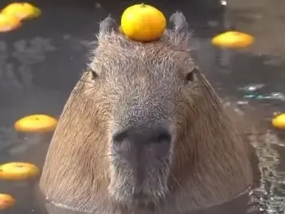 Capybara meme bùng nổ đáng yêu qua bộ ảnh nghệ thuật mới