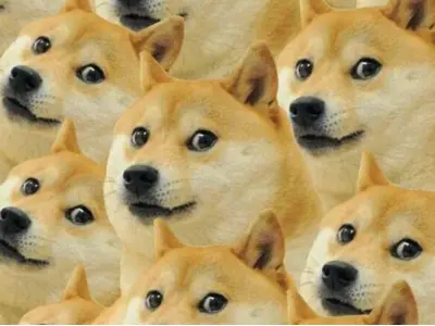 Meme chó hài bùng nổ niềm vui qua bộ ảnh nghệ thuật mới