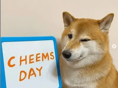 Cheems meme bùng nổ hài hước qua bộ ảnh nghệ thuật mới