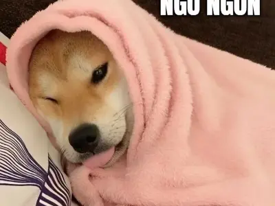 Meme chúc ngủ ngon bùng nổ đáng yêu qua bộ ảnh nghệ thuật