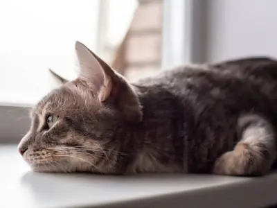 Hình ảnh meme mèo cute bùng nổ đáng yêu qua bộ ảnh mới