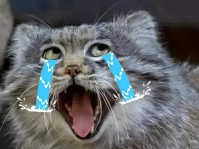 Meme mèo khóc bùng nổ cảm xúc qua bộ ảnh nghệ thuật mới