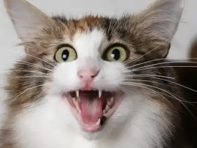 Ảnh meme mèo cười bùng nổ niềm vui qua bộ ảnh nghệ thuật