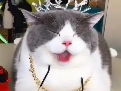 Ảnh chế meme mèo bựa bùng nổ hài hước qua bộ ảnh mới