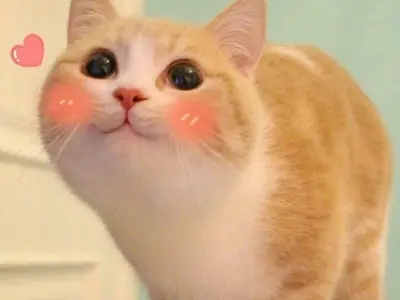 Meme mèo cute bùng nổ đáng yêu qua bộ ảnh nghệ thuật mới
