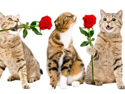 Meme bựa bùng nổ tiếng cười qua bộ sưu tập ảnh nghệ thuật