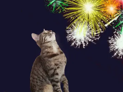 Meme mèo Tết bùng nổ cảm xúc qua bộ ảnh nghệ thuật
