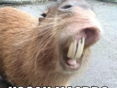 Những capybara meme cute bầu bĩnh khiến trái tim tan chảy